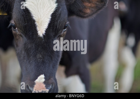 Holstein-Friesian Milchkuh Stockfoto