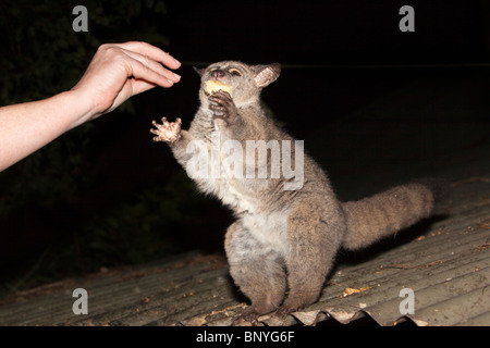 Thicktailed größere Bushbaby (Galago) Otolemur Crassicaudatus, Mlilwane Naturschutzgebiet, Swasiland Stockfoto