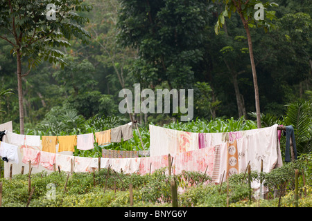 Kleidung online in der Natur, Indonesien Stockfoto