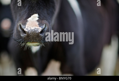 Holstein-Friesian Milchkuh Stockfoto