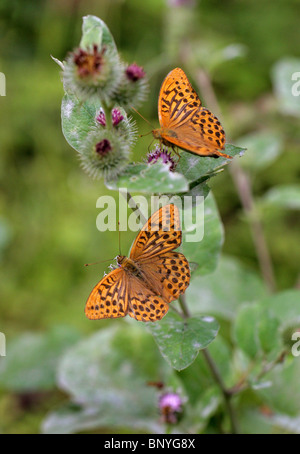 Zwei Male Silver-Washed Fritillaria, Argynnis Paphia, Nymphalidae. Fütterung auf Klette Blumen. Stockfoto