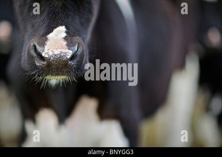 Holstein-Friesian Milchkuh Stockfoto