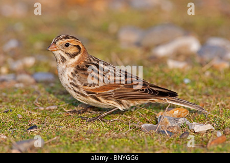 Lappland Bunting (Calcarius Lapponicus), Erwachsene im Winterkleid, Fütterung auf den Boden, Salthouse, Norfolk, England, UK Stockfoto