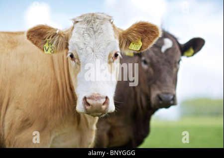 Rinder im Feld Stockfoto