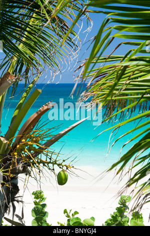 Blick durch Palmen auf Pink Sand Beach, Harbour Island, Bahamas. Stockfoto