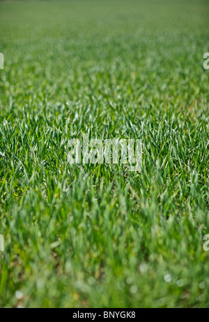 Gerste Ernte im Frühling Stockfoto