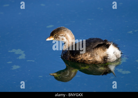 Pied – abgerechnet Grebe in nicht-Zucht Gefieder in ruhigem Wasser schweben Stockfoto