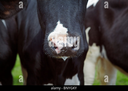 Holstein-Friesian Milchkuh Stockfoto