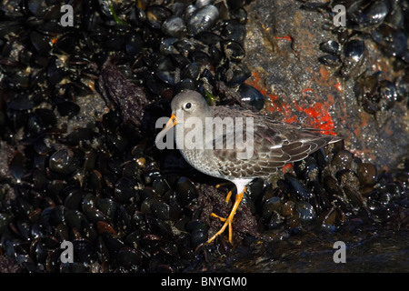 Meerstrandläufer Fütterung auf Seepocken Stockfoto