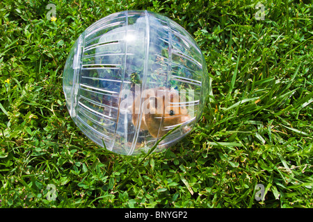 Nager in einem Hamster Ball Gopher Hole, so nah, aber so weit weg gehen wollen. Stockfoto