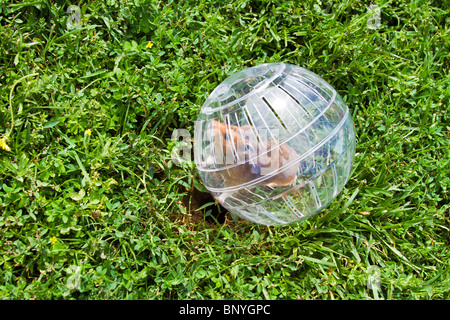 Nager in einem Hamster Ball Gopher Hole, so nah, aber so weit weg gehen wollen. Stockfoto