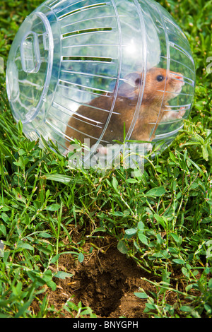 Nager in einem Hamster Ball Gopher Hole, so nah, aber so weit weg gehen wollen. Stockfoto