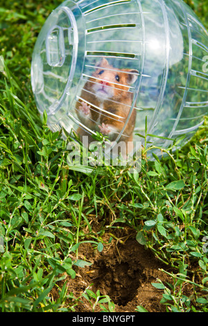 Nager in einem Hamster Ball Gopher Hole, so nah, aber so weit weg gehen wollen. Stockfoto