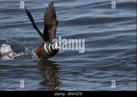 Erwachsene männliche Harlekin Ente die Flucht aus dem Wasser Stockfoto