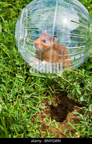 Nager in einem Hamster Ball Gopher Hole, so nah, aber so weit weg gehen wollen. Stockfoto