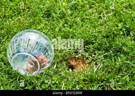 Nager in einem Hamster Ball Gopher Hole, so nah, aber so weit weg gehen wollen. Stockfoto