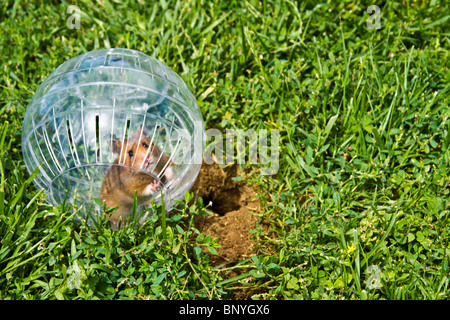 Nager in einem Hamster Ball Gopher Hole, so nah, aber so weit weg gehen wollen. Stockfoto