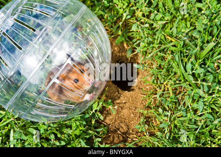 Nager in einem Hamster Ball Gopher Hole, so nah, aber so weit weg gehen wollen. Stockfoto