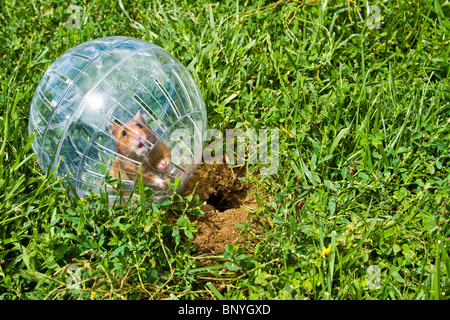 Nager in einem Hamster Ball Gopher Hole, so nah, aber so weit weg gehen wollen. Stockfoto