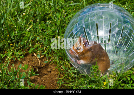 Nager in einem Hamster Ball Gopher Hole, so nah, aber so weit weg gehen wollen. Stockfoto