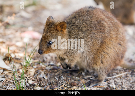 Ein Quokka (Setonix Brachyurus) - eine kleine Beuteltiere Native nur nach Rottnest Island, Western Australia, Australien. Stockfoto