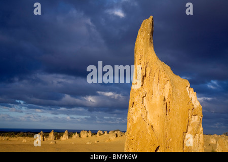 Morgenlicht auf den Pinnacles Desert im Nambung National Park. Cervantes, Western Australia, Australien. Stockfoto