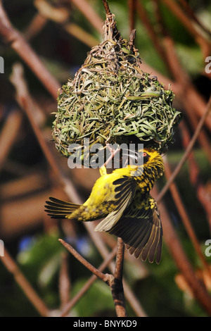 schwarze Leitung Weber Ploceus cucullatus Stockfoto