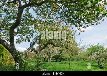 Obstgarten auf dem Gelände der Glastonbury Abtei Somerset UK Stockfoto