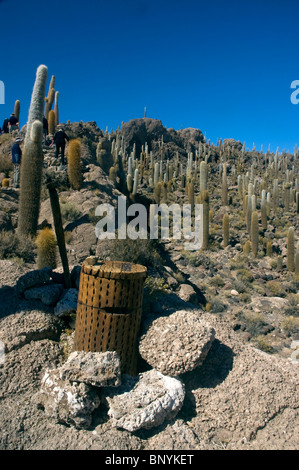 Mülltonne aus Kaktus Trichocereus nomenklatorisches Echinopsis Atacamensis auf der Isla de Los Pescadores, Salar de Uyuni, Bolivien. Stockfoto