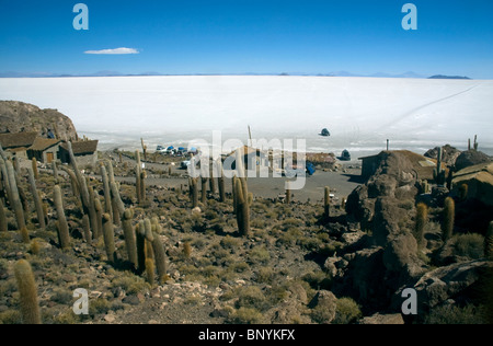 Cardon Kaktus, Trichocereus nomenklatorisches Echinopsis Atacamensis auf der Isla de Los Pescadores, Salar de Uyuni, Bolivien. Stockfoto