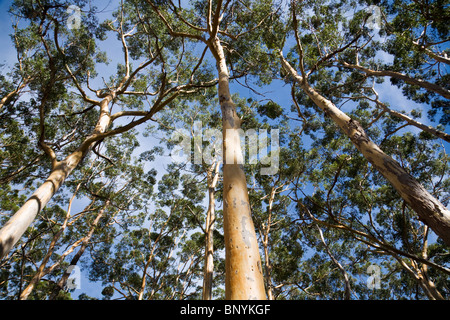 Boranup Karri-Wald in der Nähe von Margaret River.  Leeuwin Naturaliste National Park, Western Australia, Australien. Stockfoto