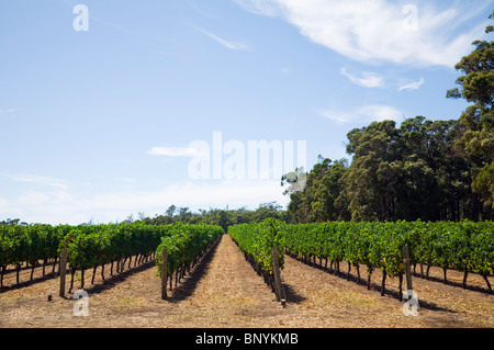 Weinberg in der berühmten Weinregion Margaret River, Western Australia, Australien. Stockfoto