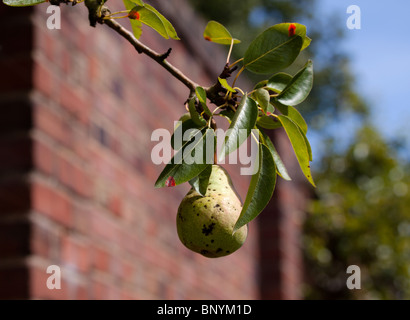 Eine Konferenz Birne, Pyrus Communis, hängen von einem Birnbaum in der Nähe einer Wand in einem Ummauerten Englischen Garten Stockfoto