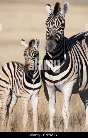 Ebenen Zebra, Equus Burchelli mit Fohlen, Etosha Nationalpark, Namibia, Afrika Stockfoto