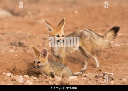 Cape Fox, Vulpes Chama, mit Welpen, Kgalagadi Transfrontier Park, Northern Cape, South Africa Stockfoto