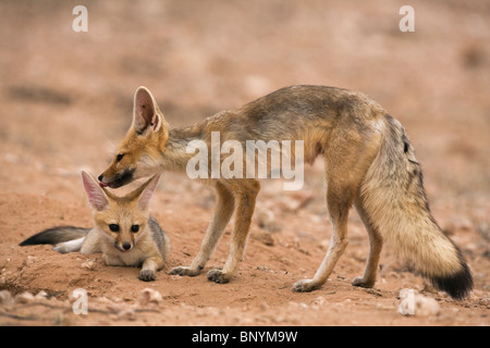 Cape Fox, Vulpes Chama, Fellpflege Welpen, Kgalagadi Transfrontier Park, Northern Cape, Südafrika Stockfoto