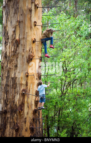 Gloucester Tree im Gloucester National Park.  Pemberton, Western Australia, Australien. Stockfoto