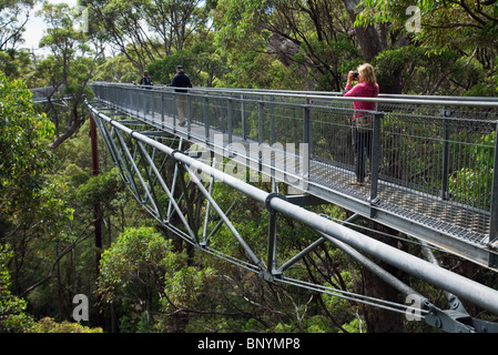 Tree Top Walk in das Valley of the Giants.  Walpole-Nornalup Nationalpark, Western Australia, Australien. Stockfoto