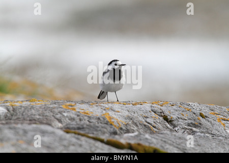 Bachstelze (Motacilla Alba) auf einem Felsen in Flechten bedeckt. Norwegen, Styrkesnes, Nordland Fylke, Scandinavia Stockfoto