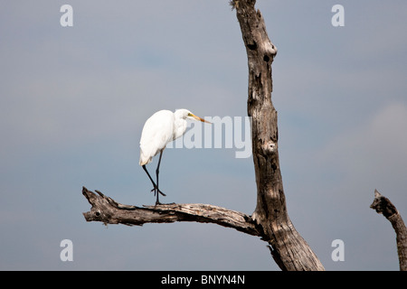 Mittelreiher, Intermediate Reiher, Ardea Intermedia, Yala NP Stockfoto