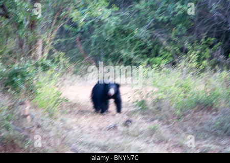 Faultiere, Lippenbär, Melursus Ursinus, männliche Bär auf Nahrungssuche in Yala-Nationalpark Sri Lanka Stockfoto