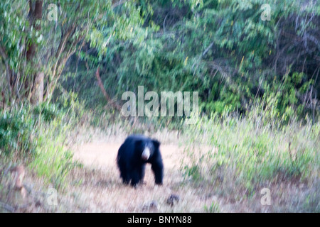 Faultiere, Lippenbär, Melursus Ursinus, männliche Bär auf Nahrungssuche in Yala-Nationalpark Sri Lanka Stockfoto