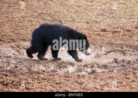 Faultiere, Lippenbär, Melursus Ursinus, männliche Bär auf Nahrungssuche in Yala-Nationalpark Sri Lanka Stockfoto