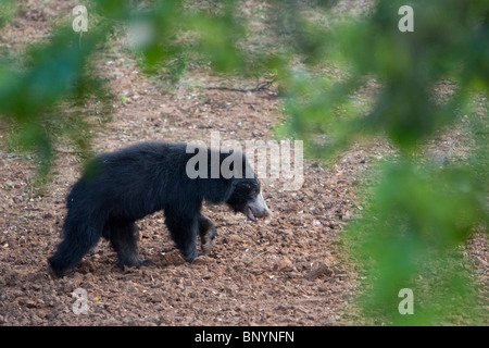 Faultiere, Lippenbär, Melursus Ursinus, männliche Bär auf Nahrungssuche in Yala-Nationalpark Sri Lanka Stockfoto