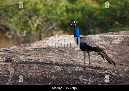 Indischen Pfauen, Pfau, Pavo Christatus, männlicher Pfau auf Felsen im Yala-Nationalpark Sri Lanka Stockfoto