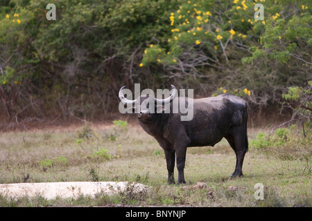 Wasserbüffel, Wasserbüffel, Bubalus beispielsweise, wilden Stier im Yala-Nationalpark Sri Lanka Stockfoto