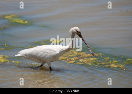 Eurasische Löffler, Löffler, Platalea Leucorodia Yala-Nationalpark Sri Lanka Stockfoto