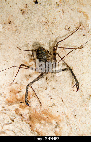 Schwanzlose Peitsche Scorpion (Damon variegatus), die in der Höhle, an der Küste Kenias. Stockfoto