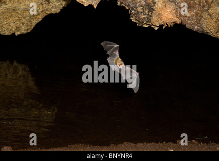 Afrikanische Trident Fledermäuse (Triaenops Afer) fliegen in Höhle, Kenia Stockfoto