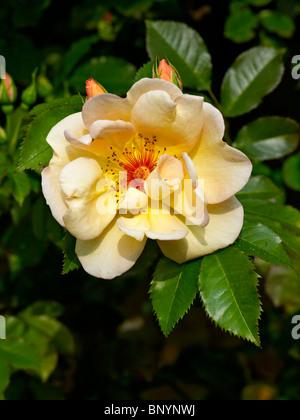 Bild von Rosa 'Maigold' hautnah Stockfoto